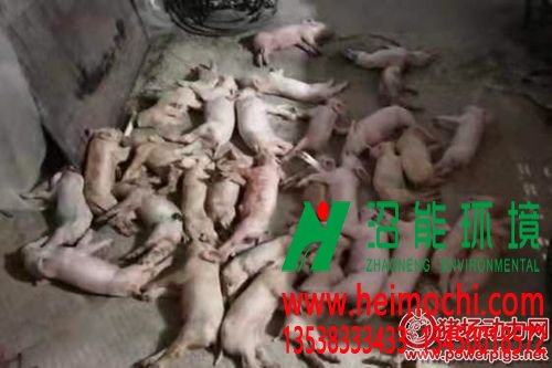 新大畜牧豬場(chǎng)里的死豬_副本